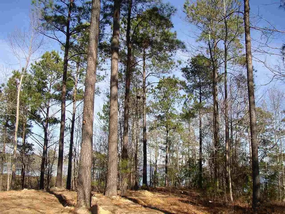 lot has a nice elevation