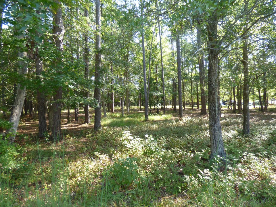 additional street view nicely wooded with variety of trees